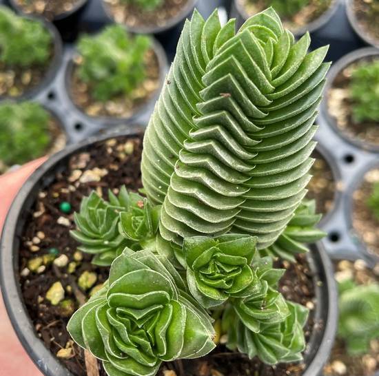 Crassula Buddha’s Temple