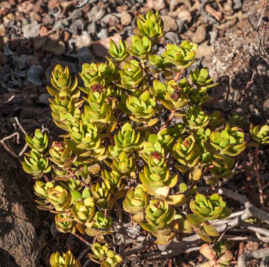 Crassula Cultrata