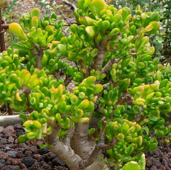 Crassula Hobbit