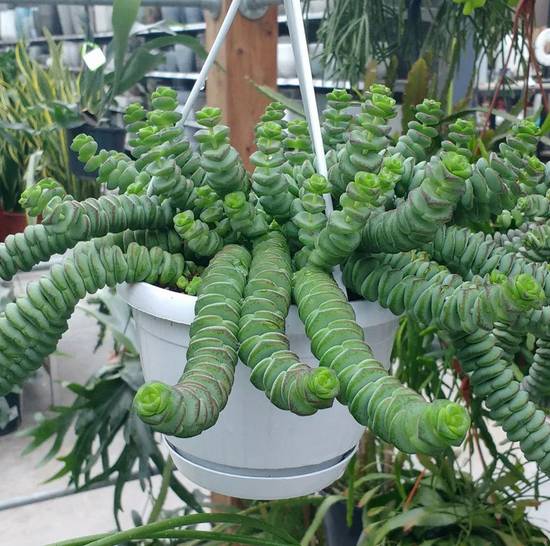 Crassula Hottentot