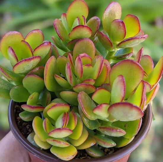 Crassula Ovata