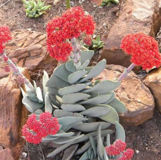 Crassula Perfoliata