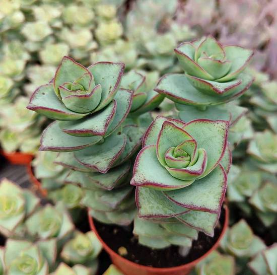 Crassula Perfossa