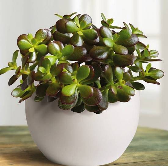 Crassula Portulacea Minor