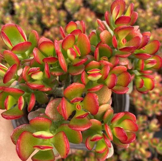 Crassula Portulacea