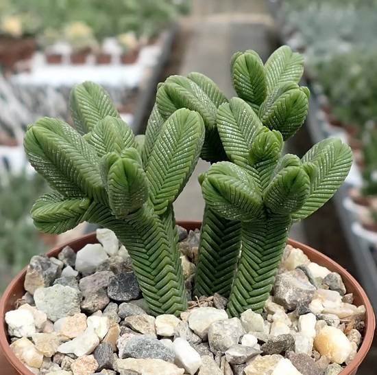 Crassula Pyramidalis