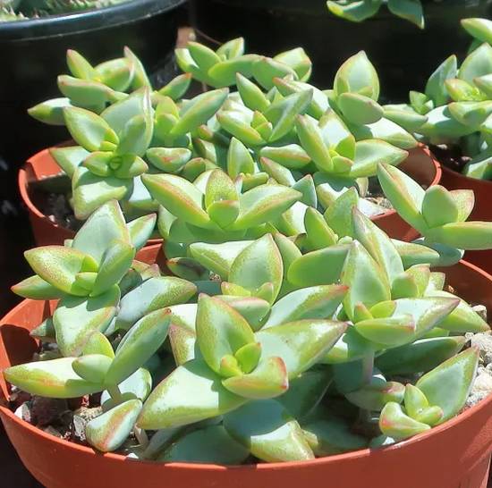 Crassula Rupestris