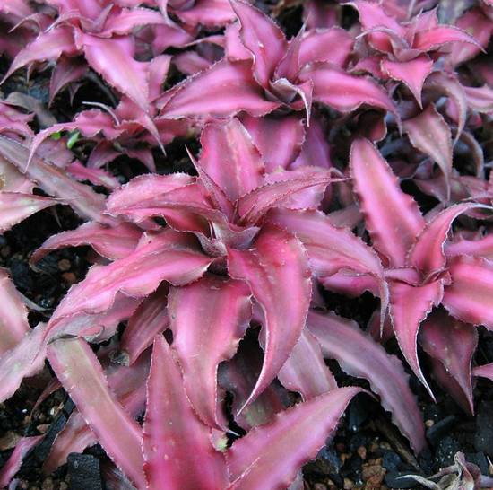 Cryptanthus Pink Star