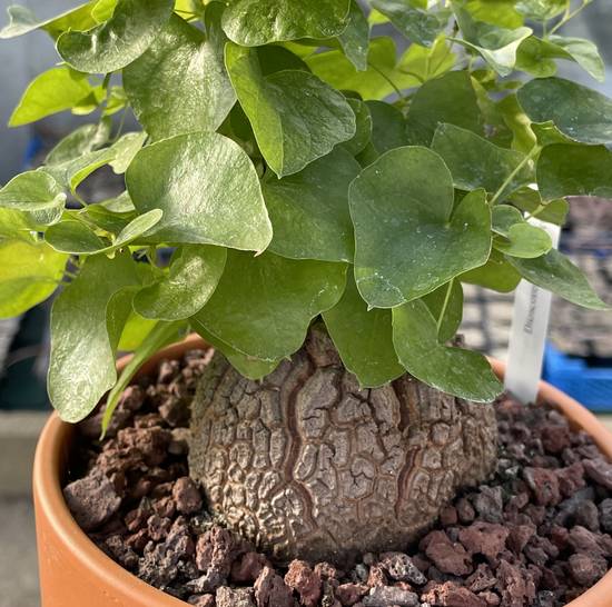 Dioscorea Elephantipes