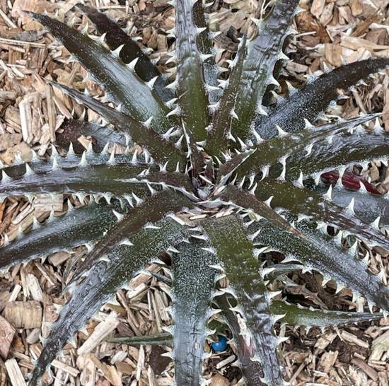 Dyckia Brittle Star