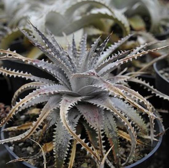 Dyckia Cabernet