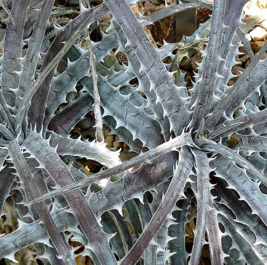 Dyckia Goehringii