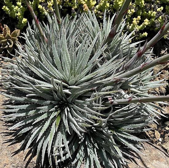 Dyckia Hebdingii