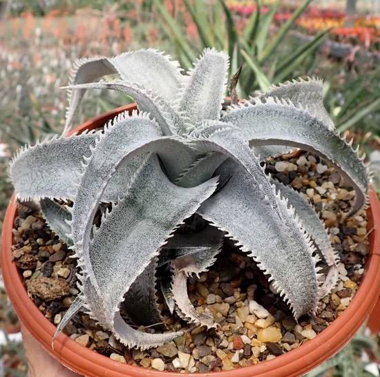Dyckia Marnier-Lapostollei