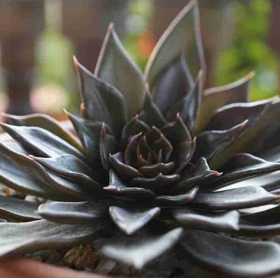 Echeveria Affinis