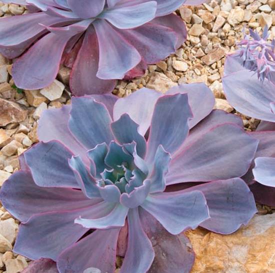 Echeveria Afterglow