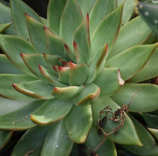 Echeveria Agavoides