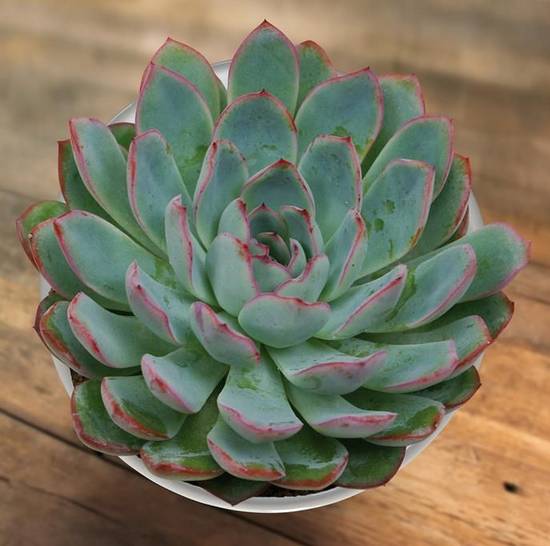 Echeveria Apus