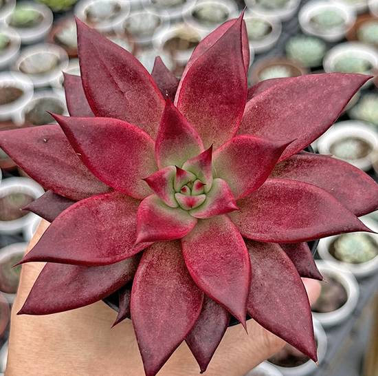Echeveria Atlas
