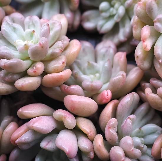 Echeveria Bill Gates