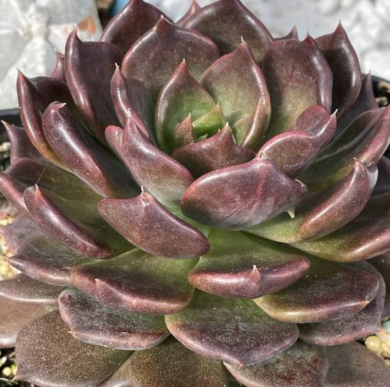 Echeveria Black Prince