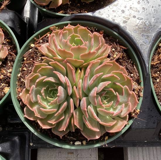 Echeveria Brown Rose