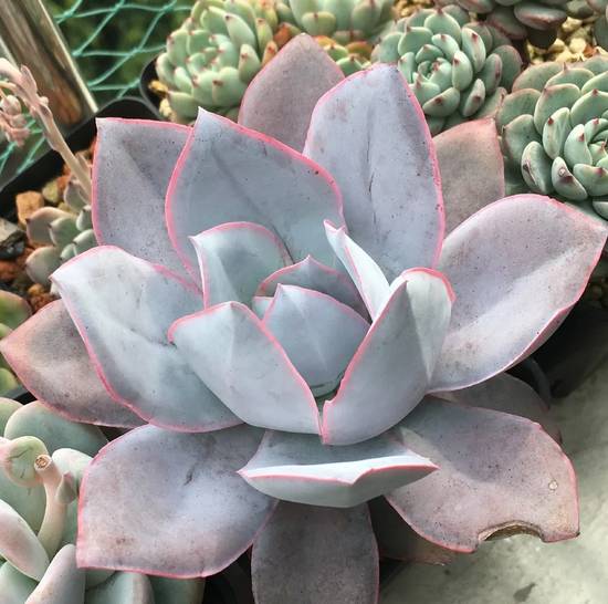 Echeveria Cante