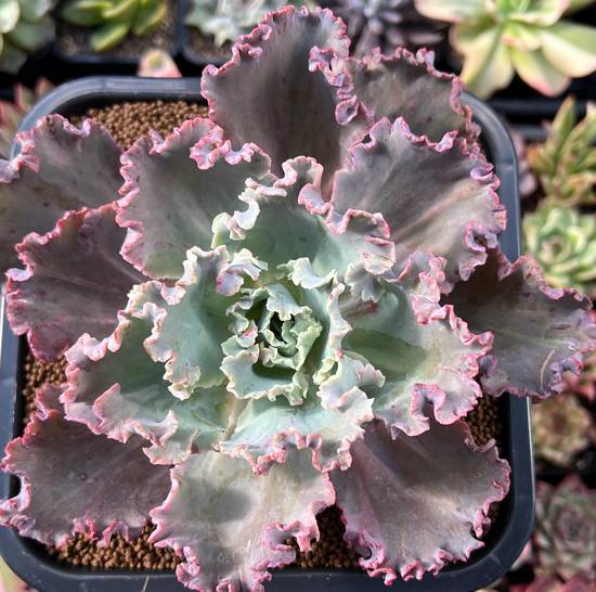 Echeveria Cleopatra
