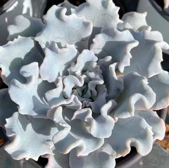 Echeveria Crispate Beauty