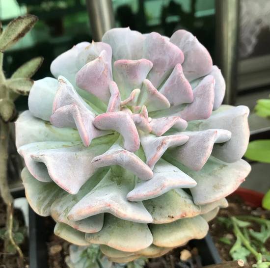 Echeveria Cubic Frost
