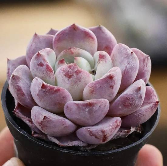 Echeveria Desert Rose