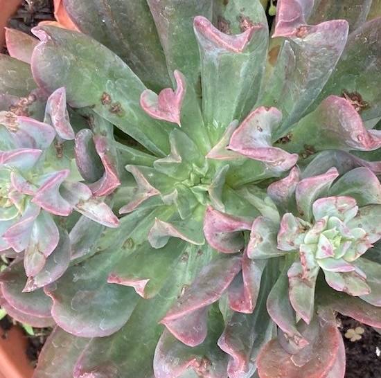 Echeveria Diablo Strength