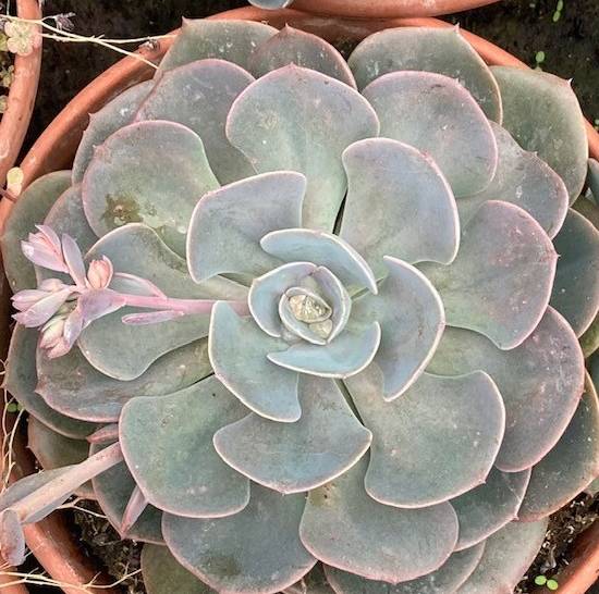 Echeveria Dusty Rose
