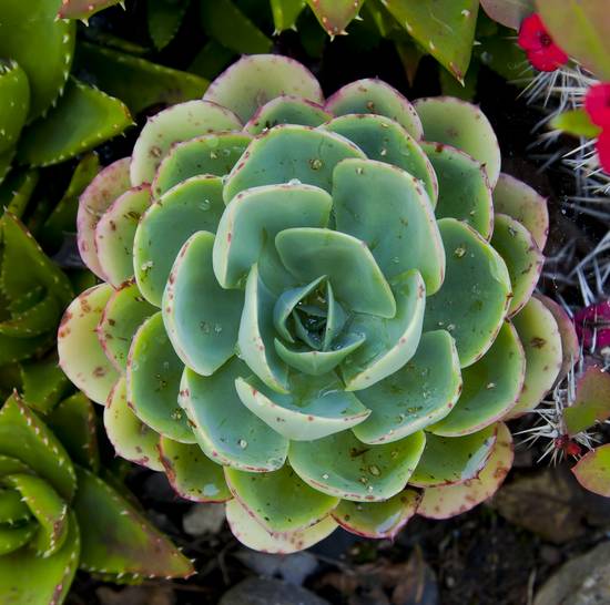 Echeveria Elegans