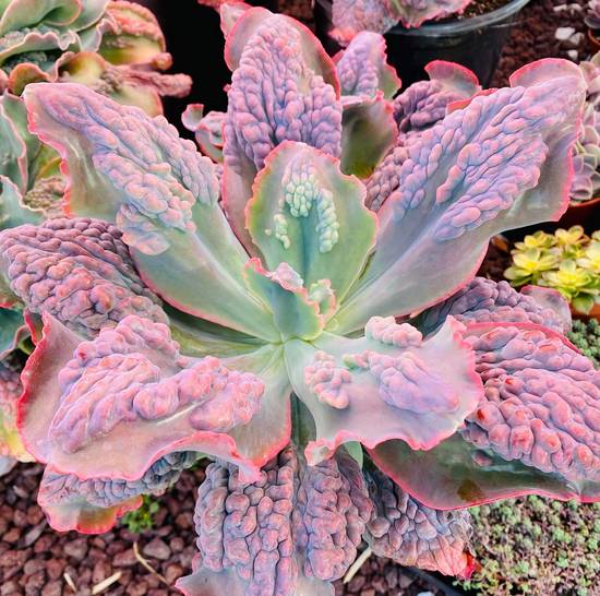 Echeveria Etna
