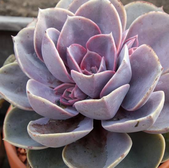 Echeveria Gibbiflora