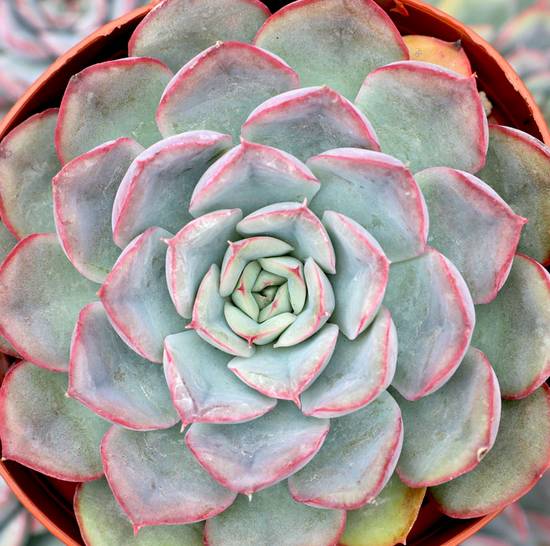 Echeveria Hercules