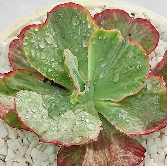 Echeveria Katella