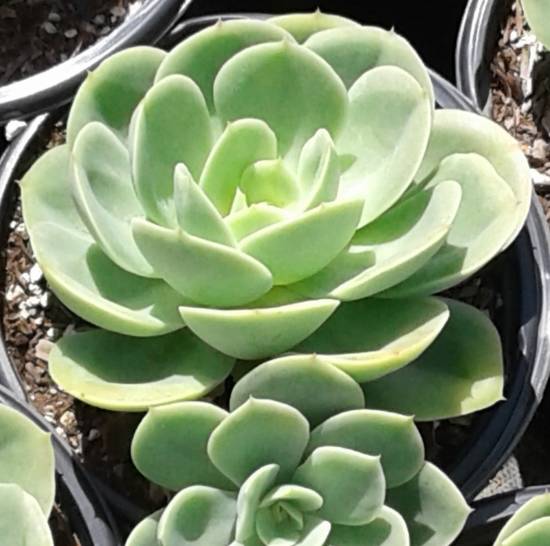 Echeveria Lemon Lime