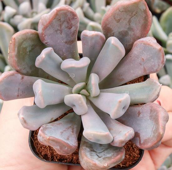 Echeveria Lilac Spoons
