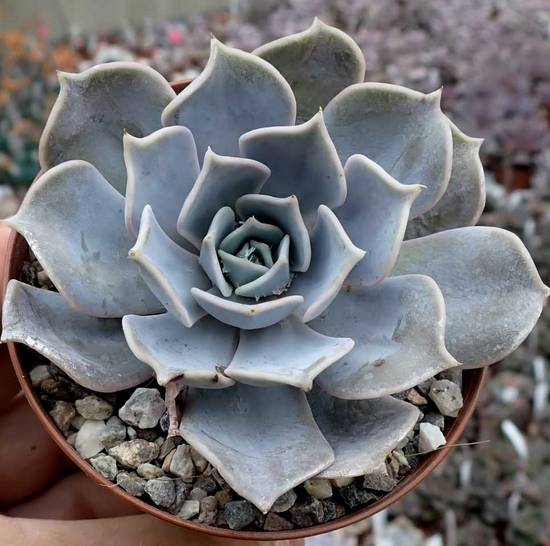 Echeveria Lilacina