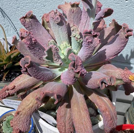 Echeveria Linguas