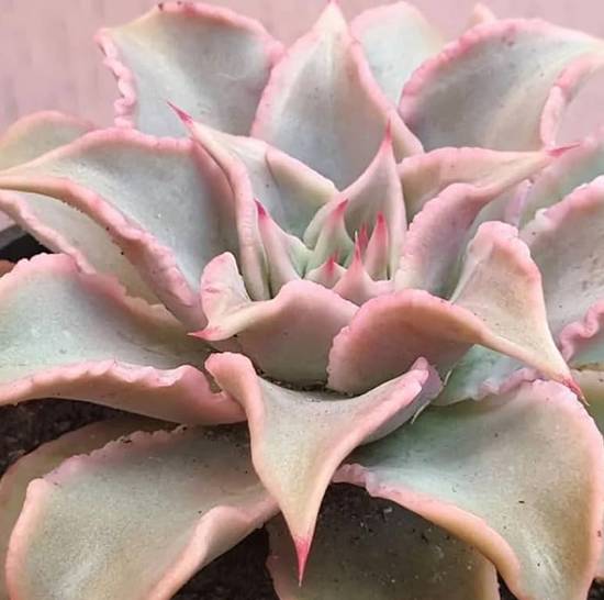 Echeveria Madiba