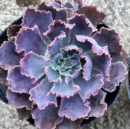 Echeveria Neon Breakers