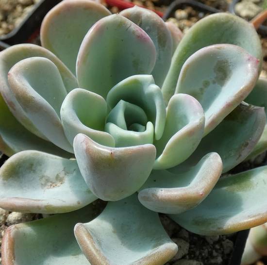 Echeveria Orpet