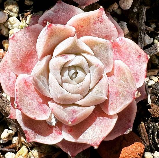 Echeveria Pink Star