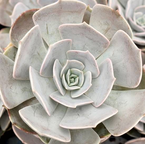 Echeveria Pollux