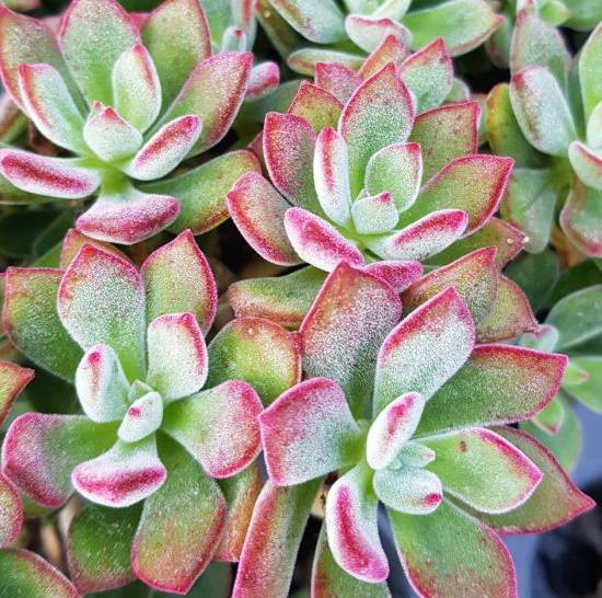 Echeveria Pulvinata Devotion