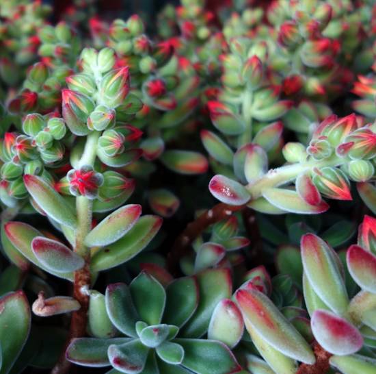 Echeveria Pulvinata