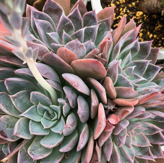 Echeveria Purple Star